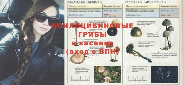 прущие грибы Абдулино